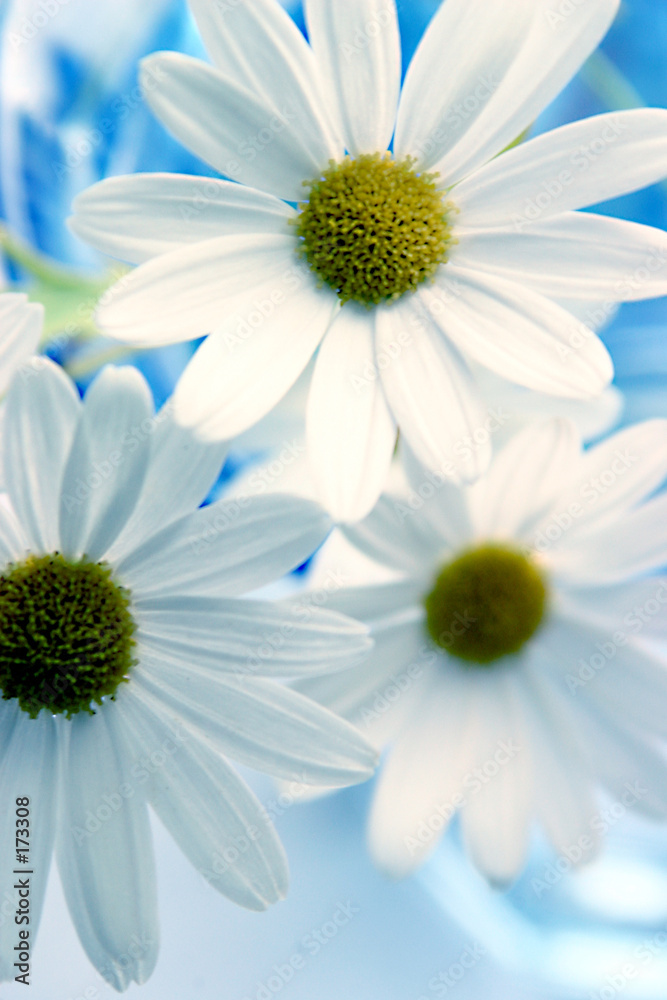 Fotografie daisies