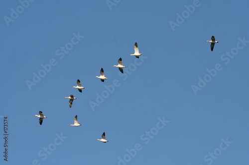 snow  geese photo