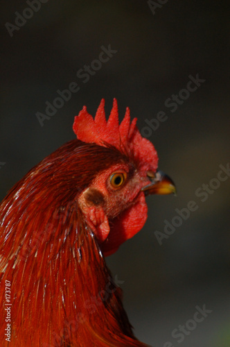 Wallpaper Mural portrait of a rooster Torontodigital.ca