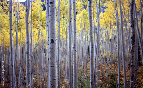 aspen trees in fall photo