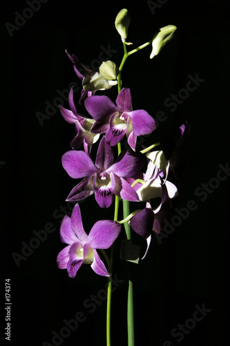 Fototapeta Naklejka Na Ścianę i Meble -  orchidée 1