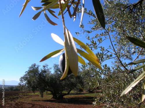 olivos