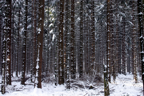 winterwald © Martina Berg