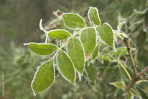 leaves in frost