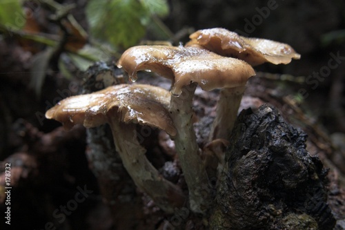 fungi