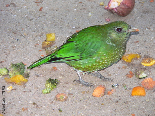 catbird photo