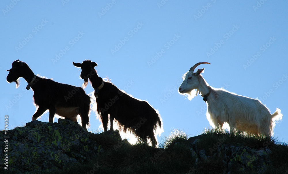 Obraz premium chèvres