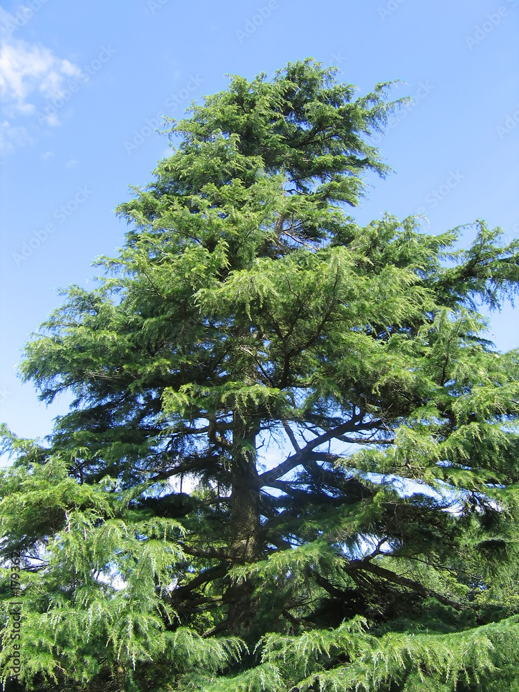 Fototapeta premium large tree