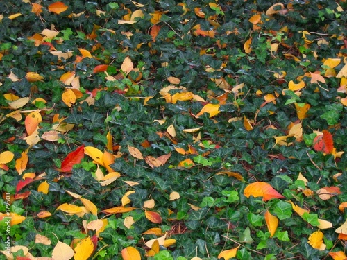 fall leaves on kudzu photo