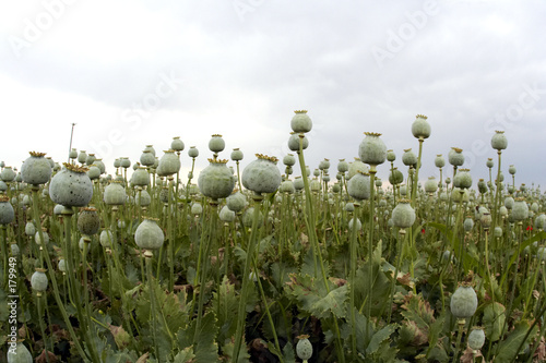 opium photo