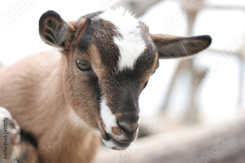 goat