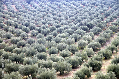olivar