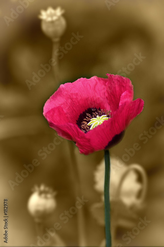 poppy