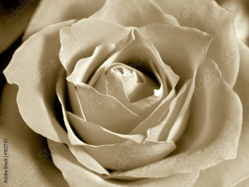 Canvastavla white sepia rose