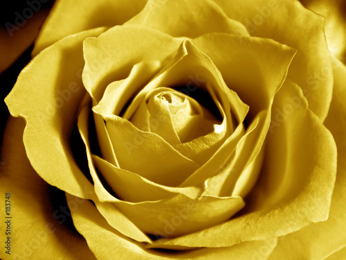 intensive yellow rose
