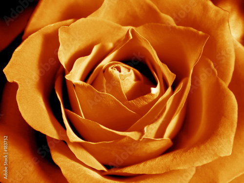 intensive orange rose