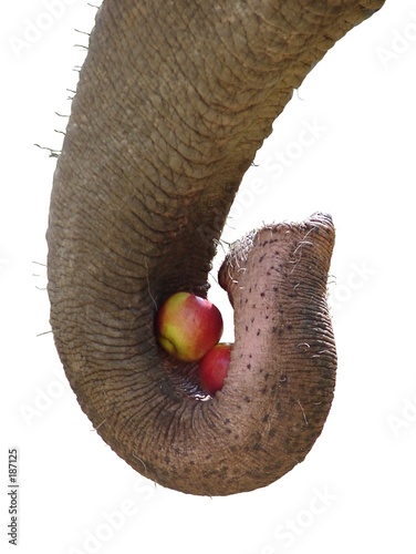 isolated elephant trunk