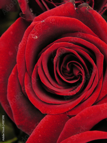 flower   rose