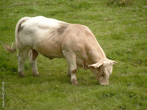 un beau taurau