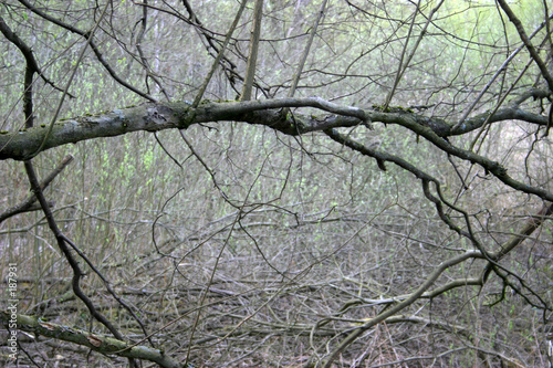 dried branch
