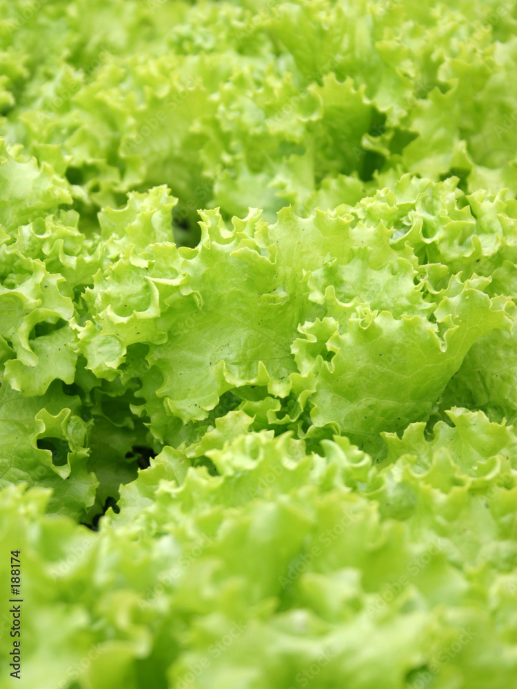 lettuce texture lettuce texture