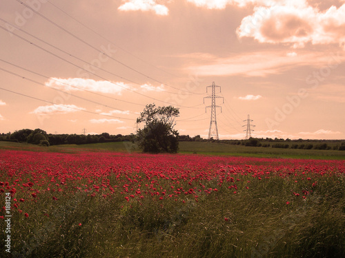 poppy field