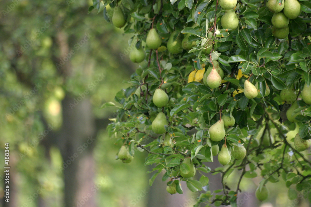 birnen am baum