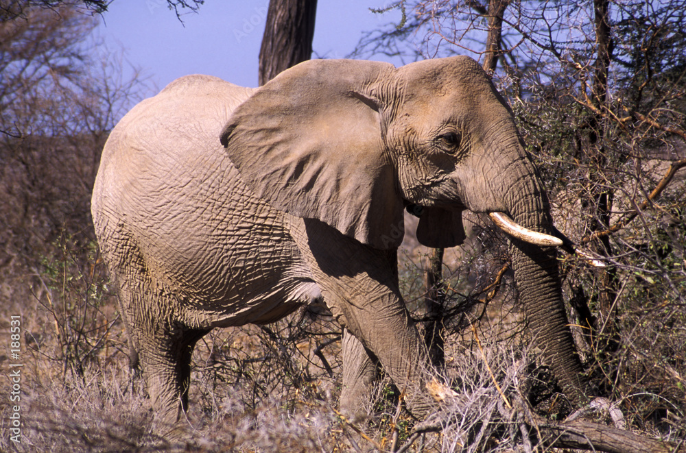 Fototapeta premium elephant