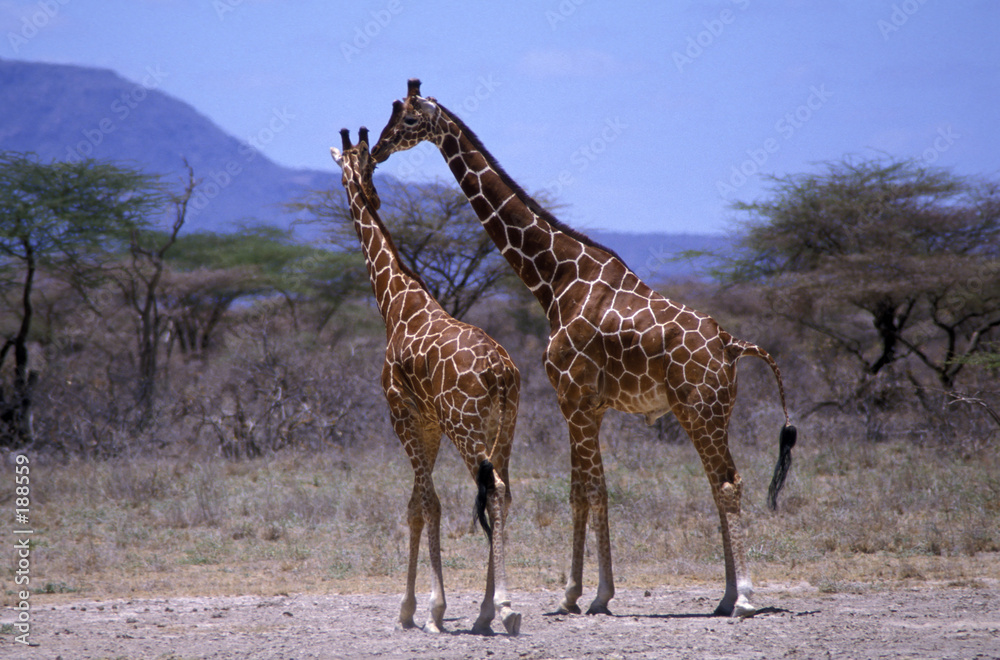 Obraz premium giraffe pair