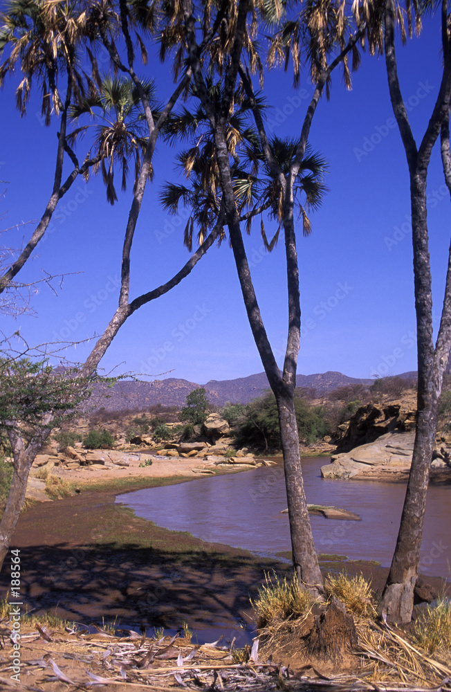 palm trees and river