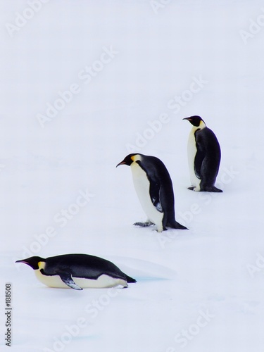devolution of the penguins