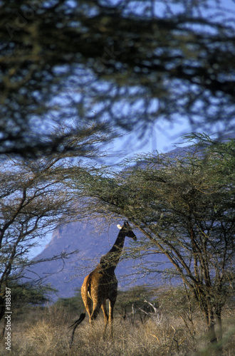 giraffe in trees