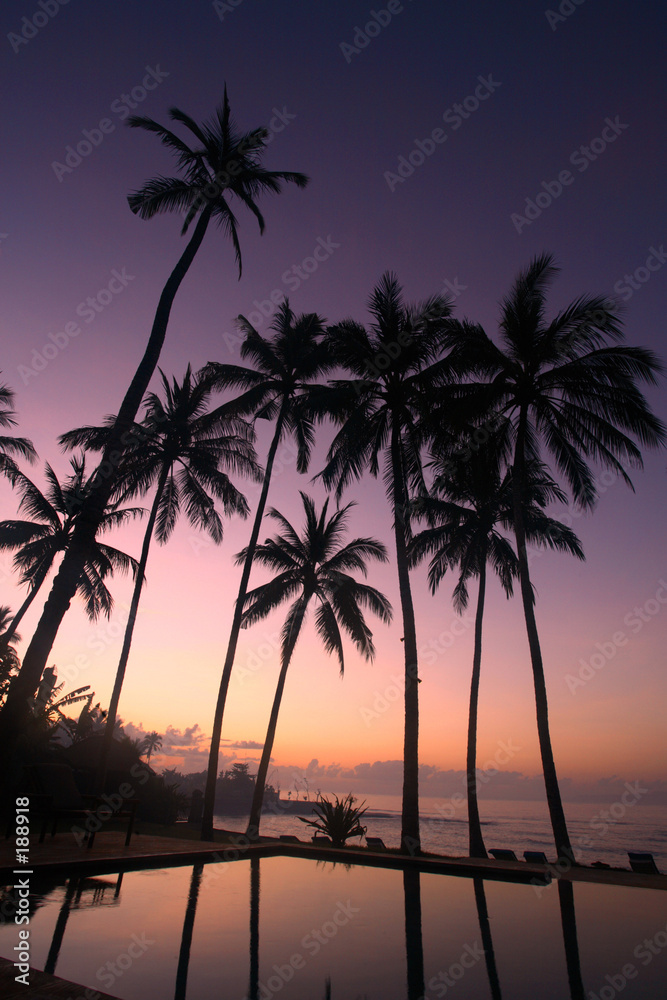 coconut tree at sunrise