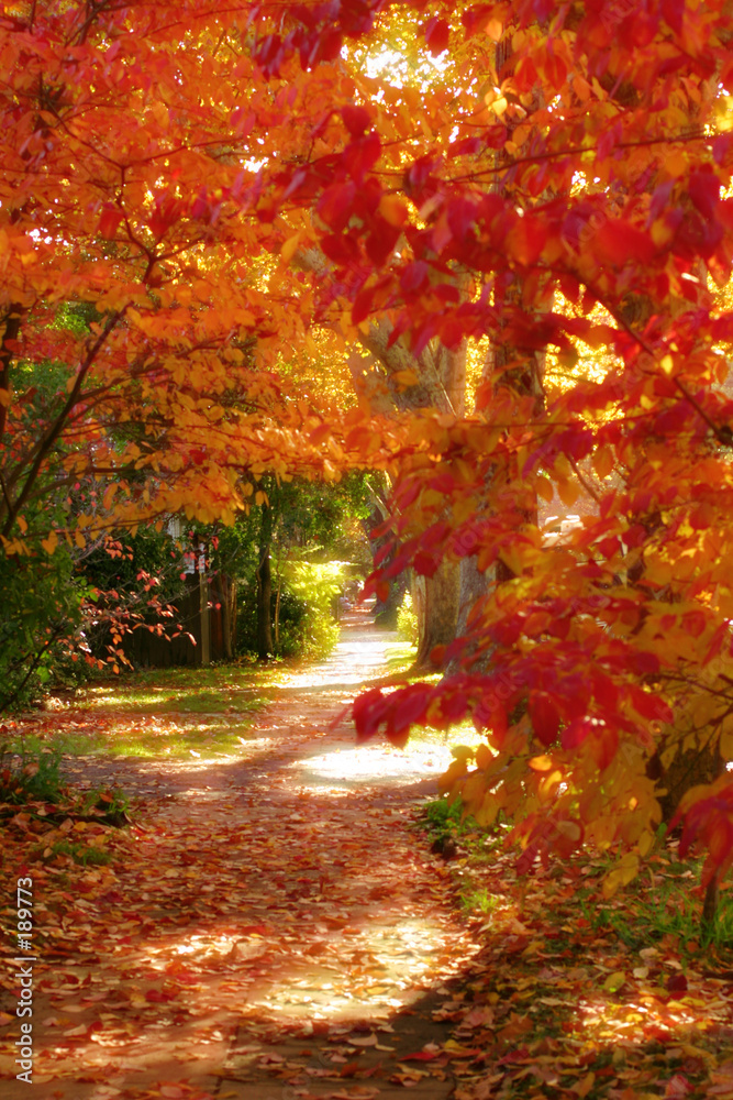 Naklejka premium autumn walk