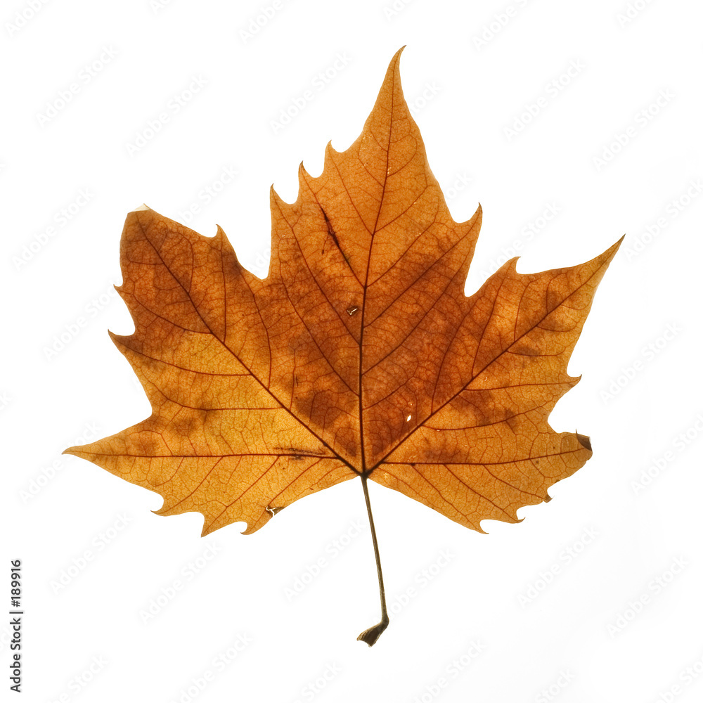Foto sycamore leaf