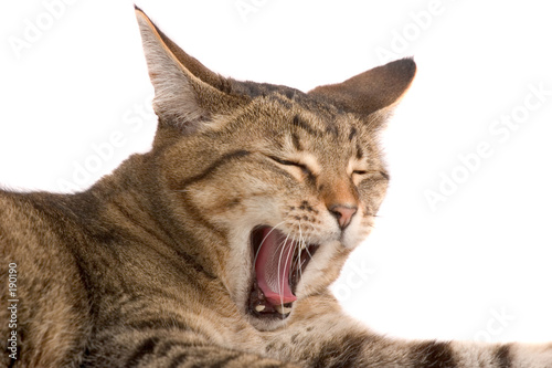 yawning cat