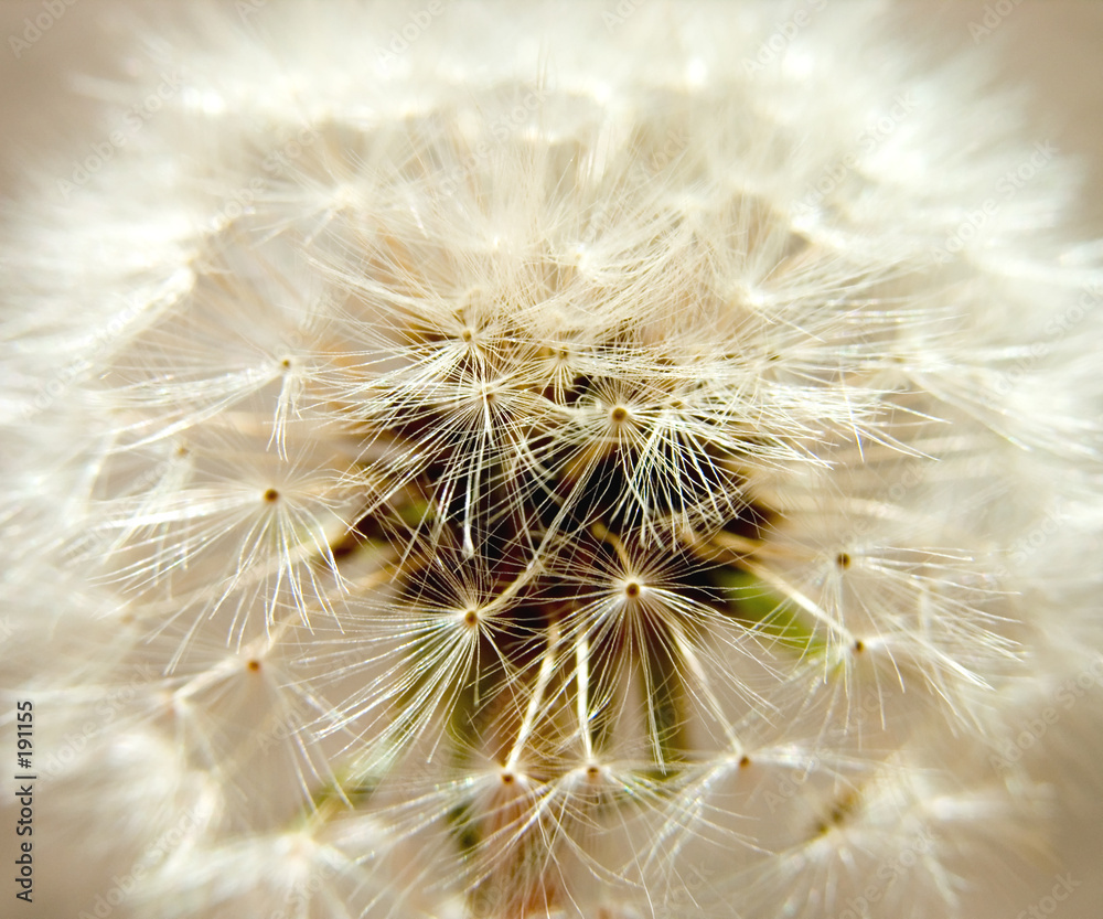 Εκτύπωση καμβά seedy dandelion