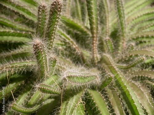 rat tail cactus