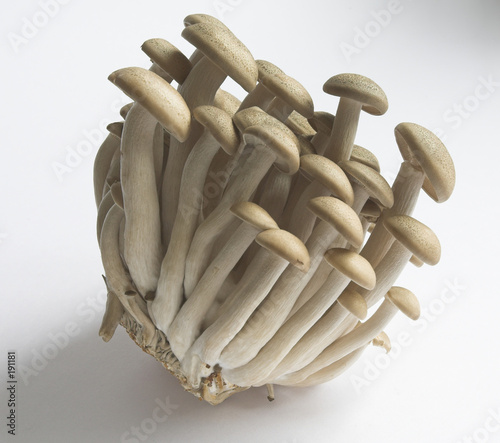 hon-shimeji mushrooms