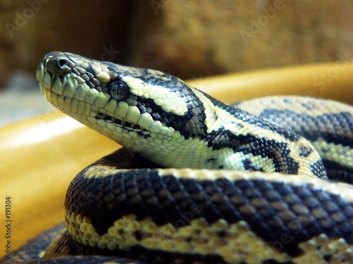 close up of a carpet snake