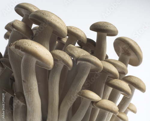 hon-shimeji mushrooms