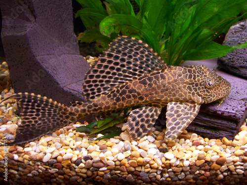 plecostomus photo