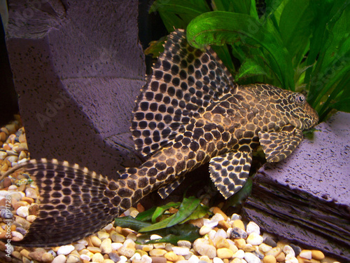 plecostomus photo