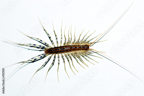 Foto centipede insect
