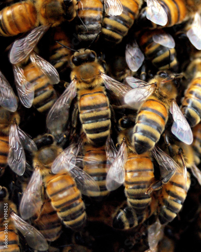 honey bees