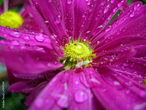 aster vimineus photo