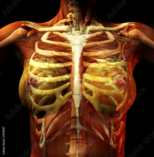 rib cage photo