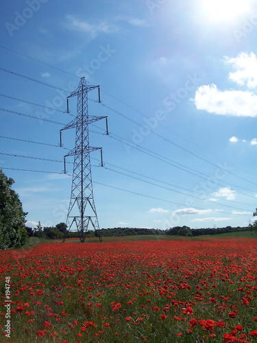 poppy pylon