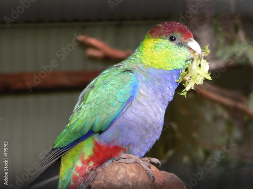 red capped parrot gather leaves