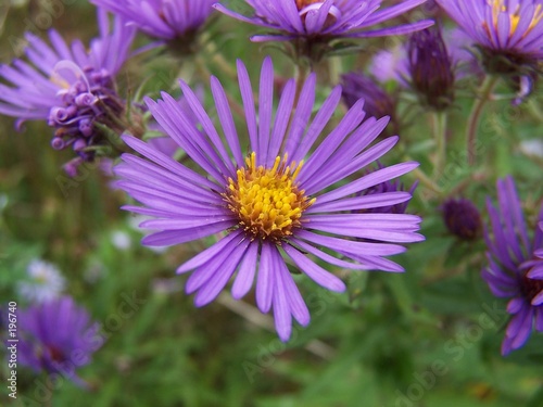 new england aster photo